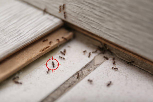 Best Bed Bug Extermination  in Cienegas Terrace, TX