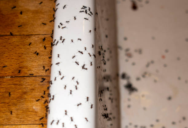 Best Affordable Pest Control Services  in Cienegas Terrace, TX