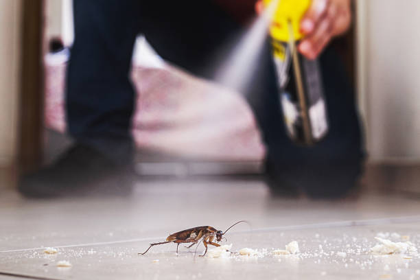 Best Mosquito Control Services  in Cienegas Terrace, TX